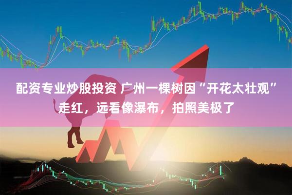 配资专业炒股投资 广州一棵树因“开花太壮观”走红，远看像瀑布，拍照美极了